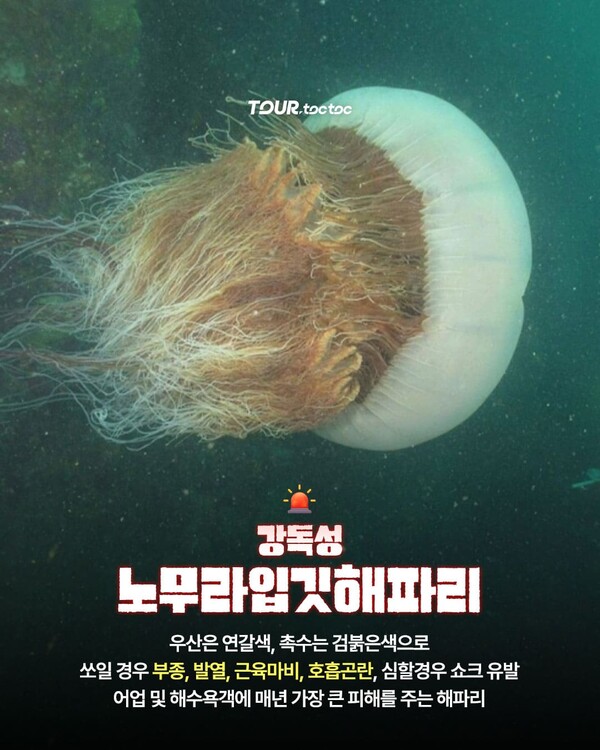여름 휴가철 바다에서 조심해야할 한국 해파리 종류 10종 총정리