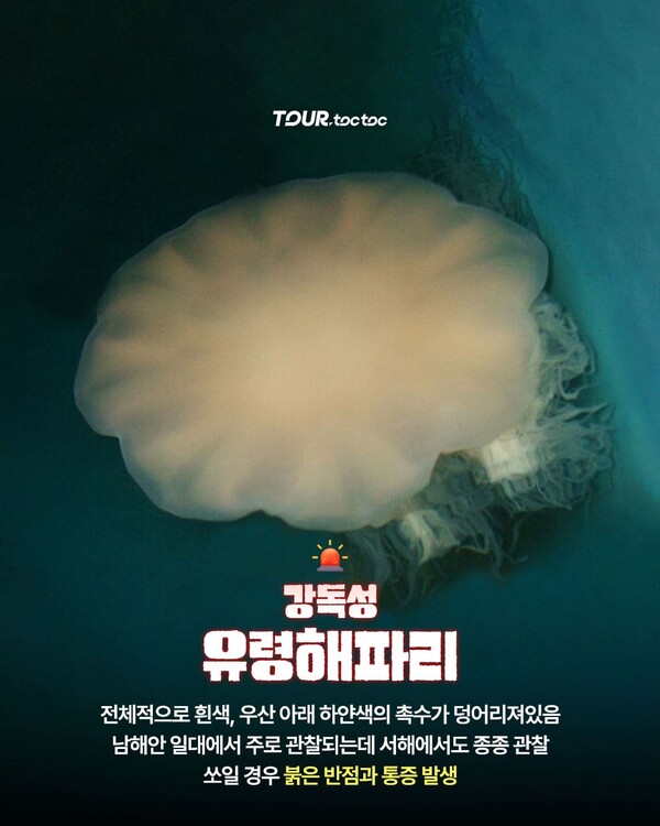 여름 휴가철 바다에서 조심해야할 한국 해파리 종류 10종 총정리