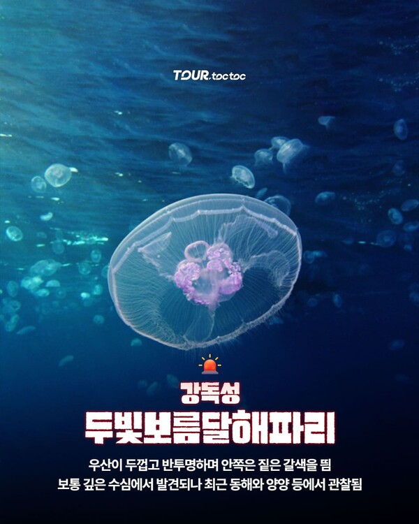 여름 휴가철 바다에서 조심해야할 한국 해파리 종류 10종 총정리