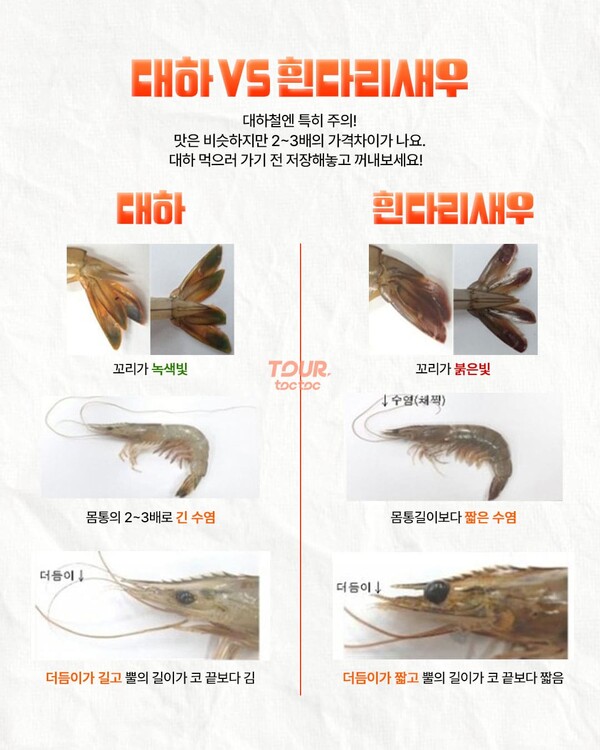 전국 2025 대하축제 기간 일정 하는곳 총정리 (+대하, 흰다리새우 차이)