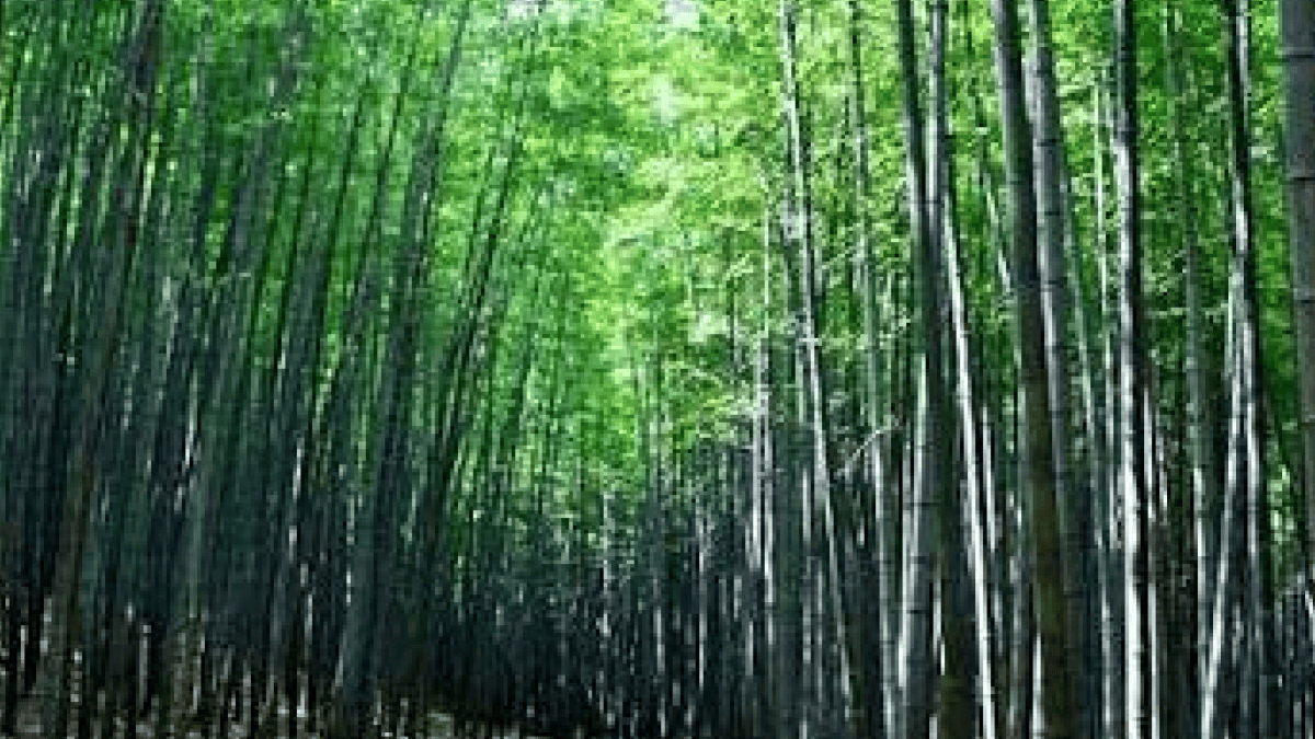 아홉산숲 / 사진=온라인 커뮤니티