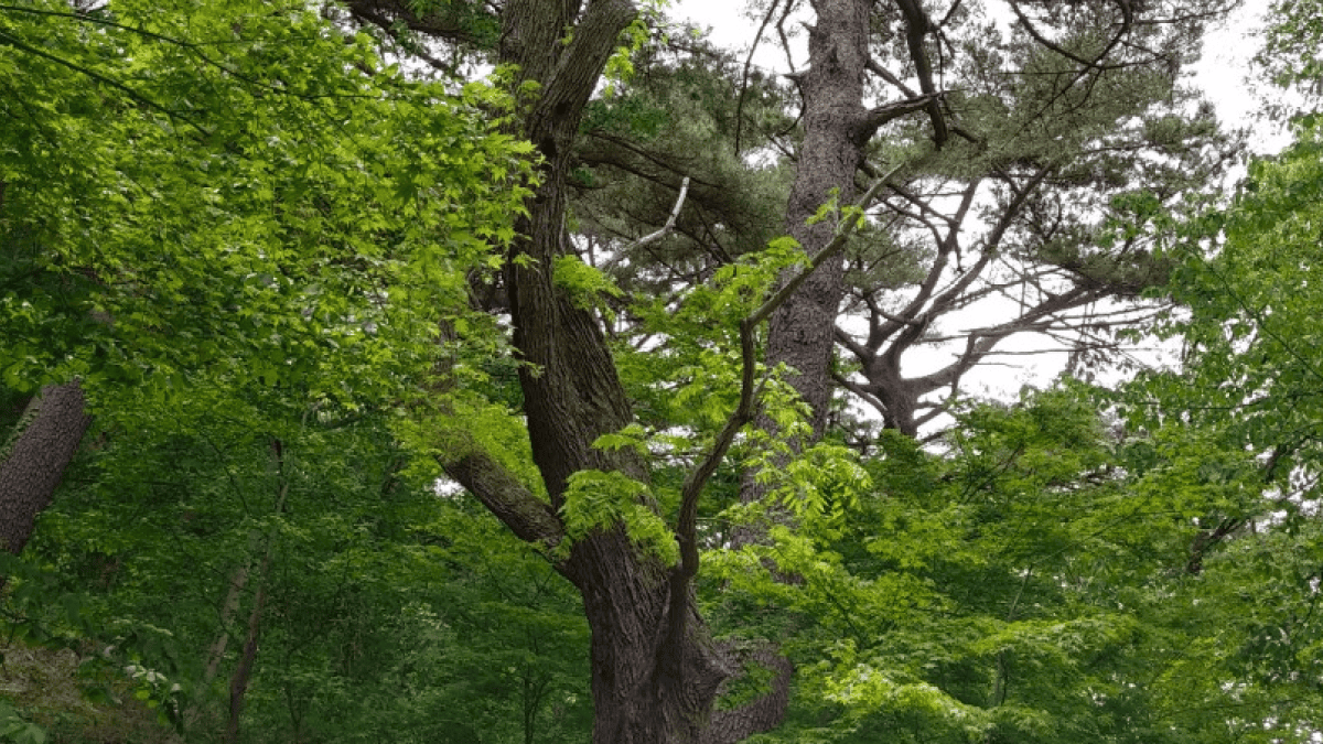 아홉산숲 / 사진=온라인 커뮤니티